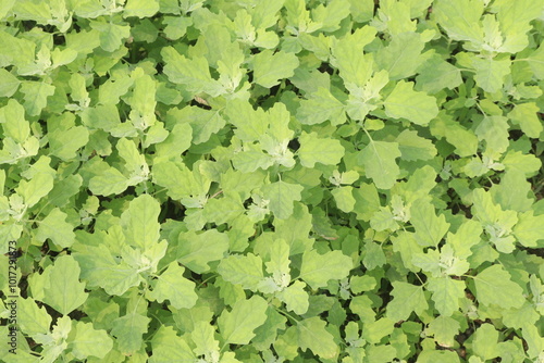 White goosefoot plant on farm for harvest photo