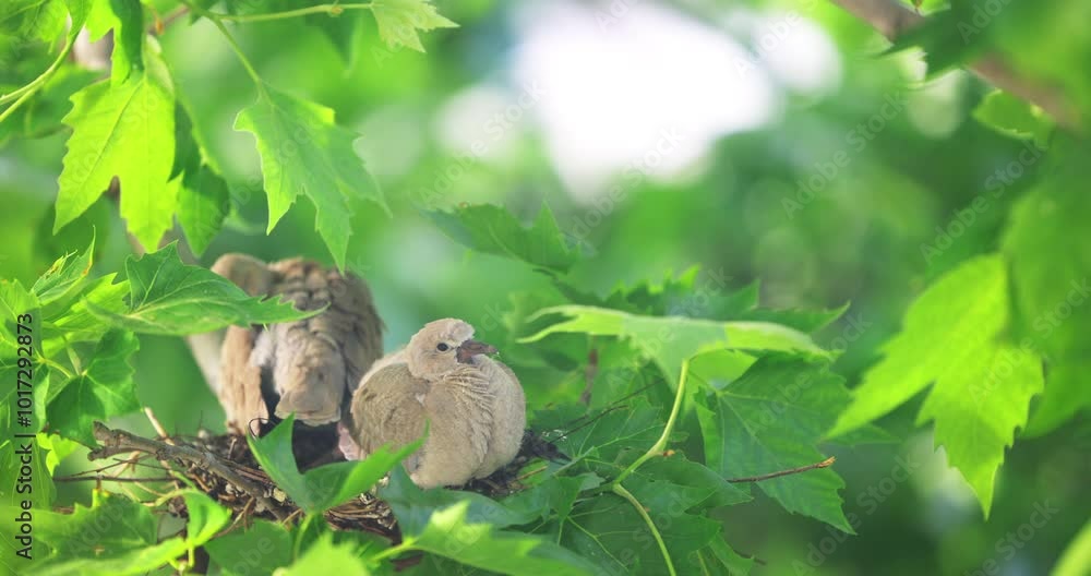 Baby chicks little pigeons standing on nest in the tree brach, natural habitat of dove birds Baby chicks little pigeons standing on nest in the tree brach, natural habitat of dove birds