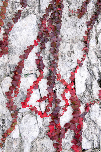 Red and purple ivy leaves climb a textured stone wall, creating a striking contrast between the vibrant foliage and the rough, pale surface of the rocks. photo