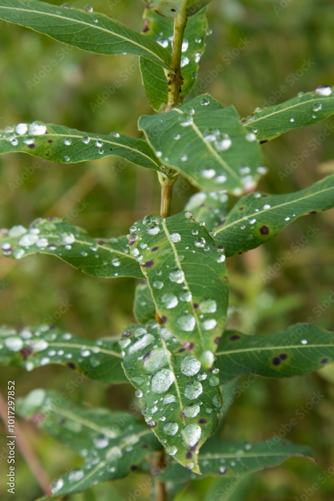 The morning dew clings to the willow leaves.아침이슬이 버드나무잎새에 맺혀있습니다. The morning dew clings to the willow leaves.아침이슬이 버드나무잎새에 맺혀있습니다.