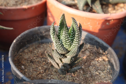 Zebra haworthia leaf plant on pot in nursery photo