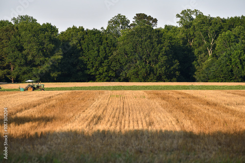 field of wheat