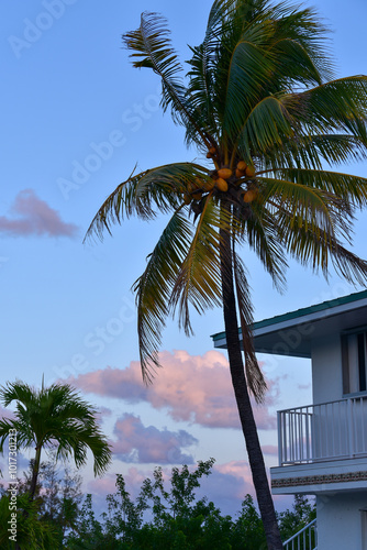 Palm tree next to house with sky background