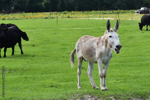 Donkey in a field