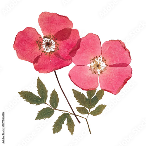 Beautiful Collection of Dried Flowers in Vibrant Colors