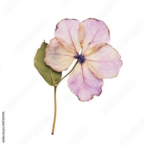 Beautiful Collection of Dried Flowers in Vibrant Colors