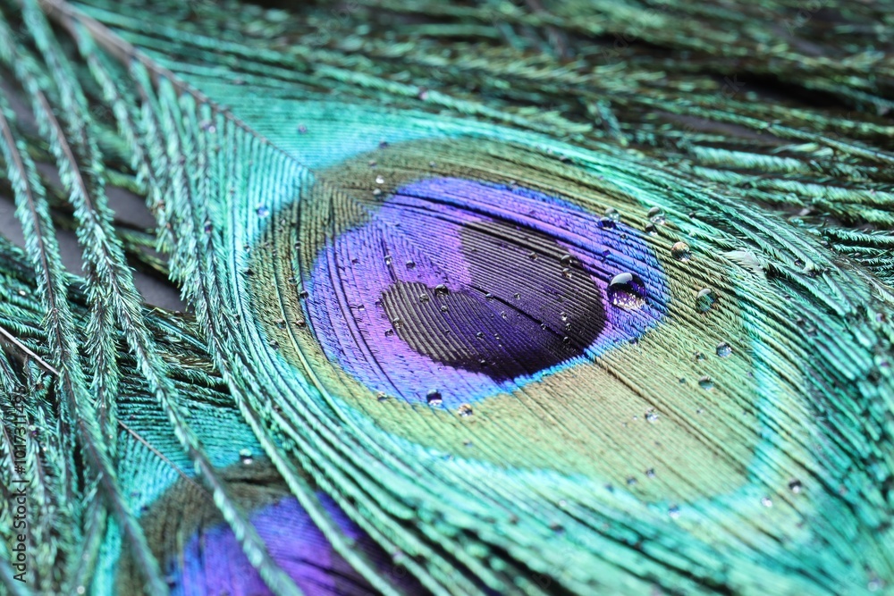 Fototapeta premium Beautiful bright peacock feathers with water drops as background, macro view