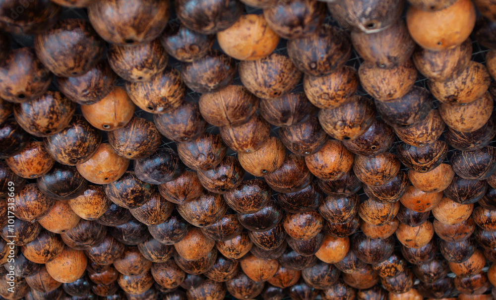 Several coconut skulls are arranged in a row. Several coconut skulls are arranged in a row.