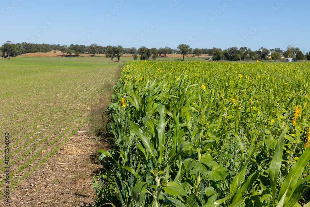 Fototapeta premium A thick field of cover crops with sunflowers and sudangrass next to a field of emerging winter wheat. 
