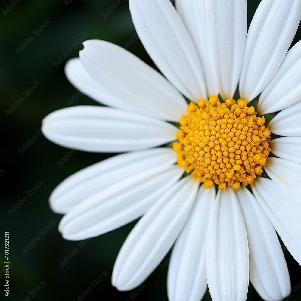 Fototapeta premium Intimate Close-up Top View Perspective in 16:9 Aspect Ratio