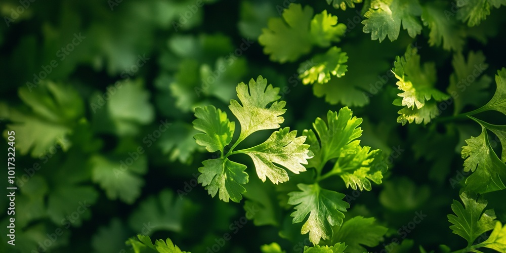 Fresh Green Leaves of Cilantro in Natural Light Fresh Green Leaves of Cilantro in Natural Light