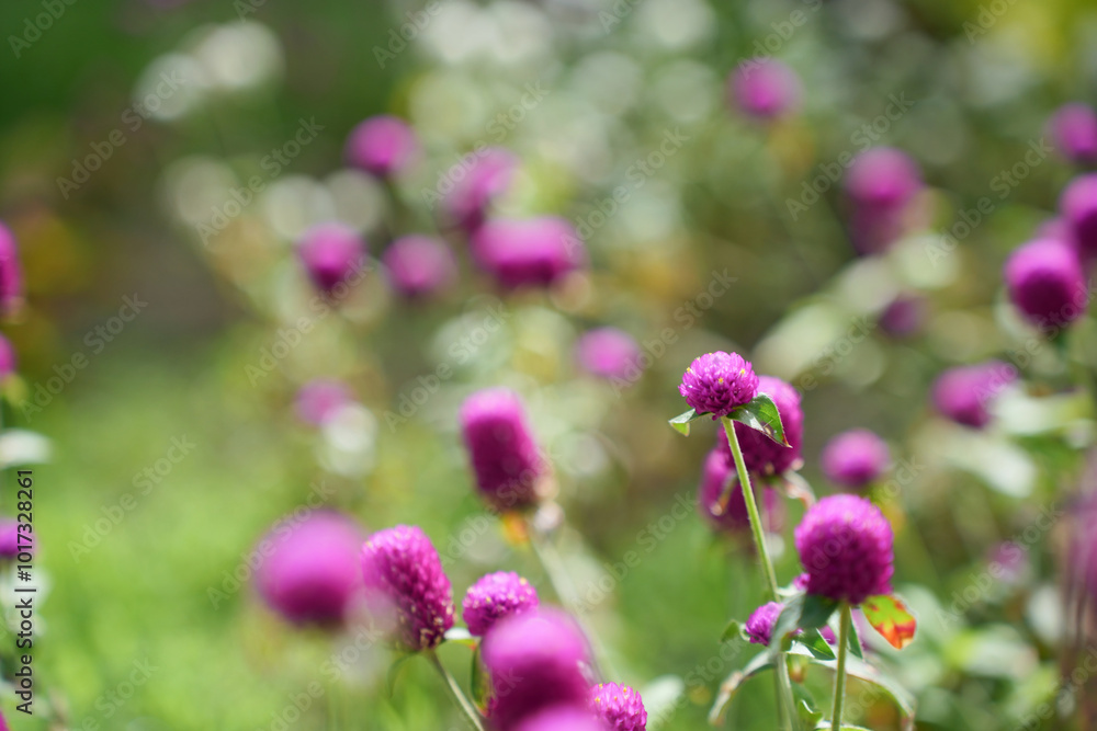 優美なセンニチコウ