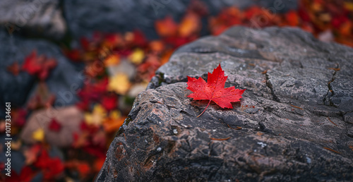 Patriotic Embrace: Canada´s Red Maple Leaf on Stone