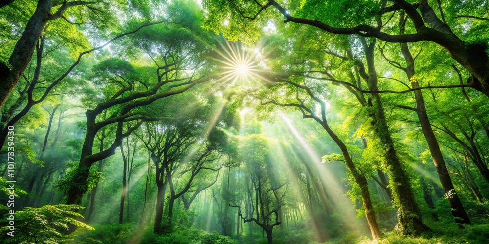 Obraz premium Sunlight Filtering Through a Canopy of Lush Greenery, Illuminating the Forest Floor with a Mystical Glow