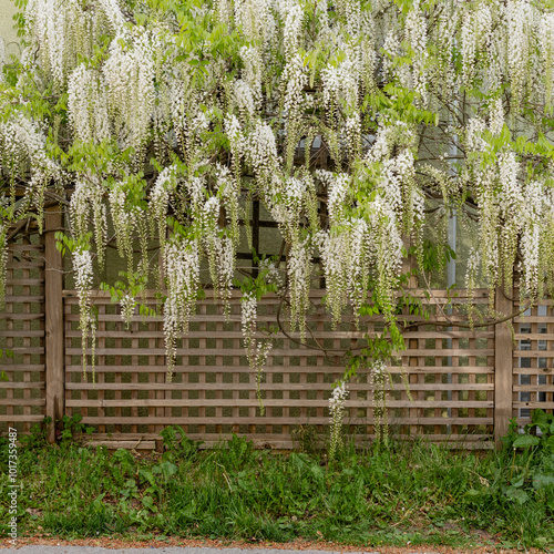 Quadro su tela White Wisteria blossom in garden. Japanese Wisteria floribunda