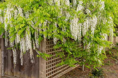 White Wisteria blossom in garden. Japanese Wisteria floribunda