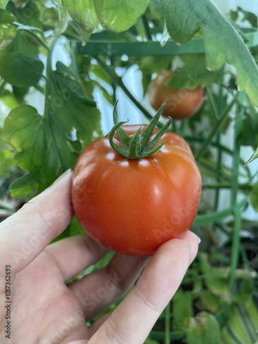 Tomato picking - Cueillette de tomate