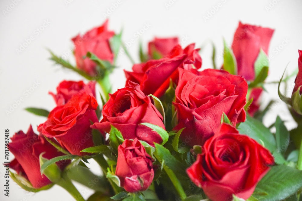 赤い薔薇 赤い薔薇