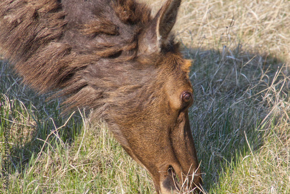 Fototapeta premium Close up of Elk in Spring