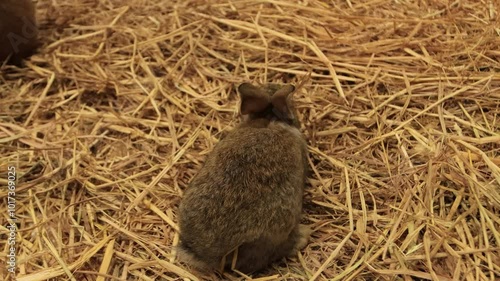 The image shows a small brown rabbit sitting on a bed of straw or hay. The rabbit has soft fur, large ears, and a small white tail. surrounded by a dry straw-cover