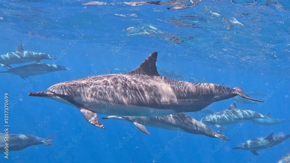 Fototapeta premium Dolphin Pod Hawaii