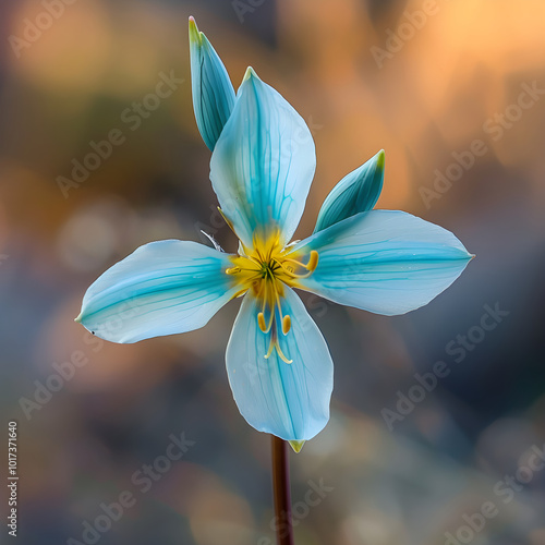 Radiating Elegance: The Mesmerizing Turquoise Ixia viridiflora in Full Bloom photo