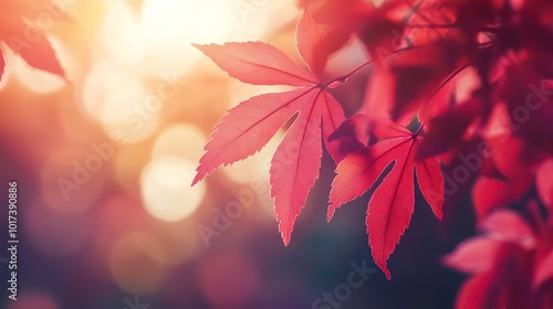 Deep red Japanese maple leafs translucent and glistening with sunlight . Focus on foreground. Shallow depth of field.