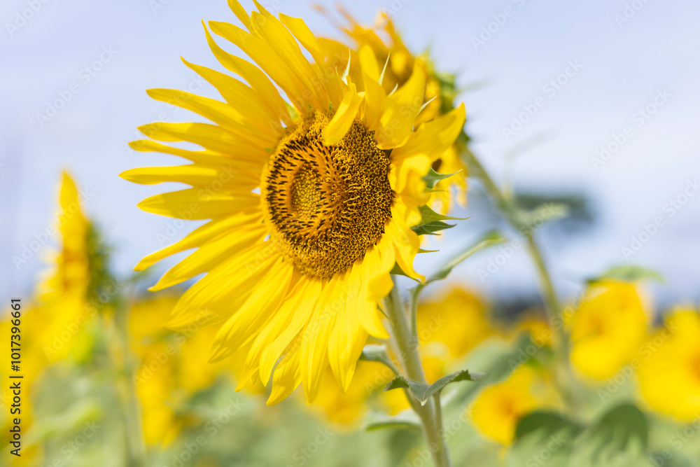 Sunflower field at cloudy weather in India Sunflower field at cloudy weather in India