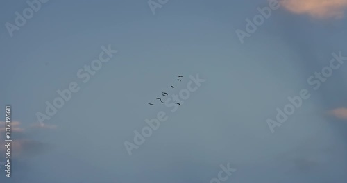 Flock of water ducks birds flying freedom in sunset sky cloudscape video