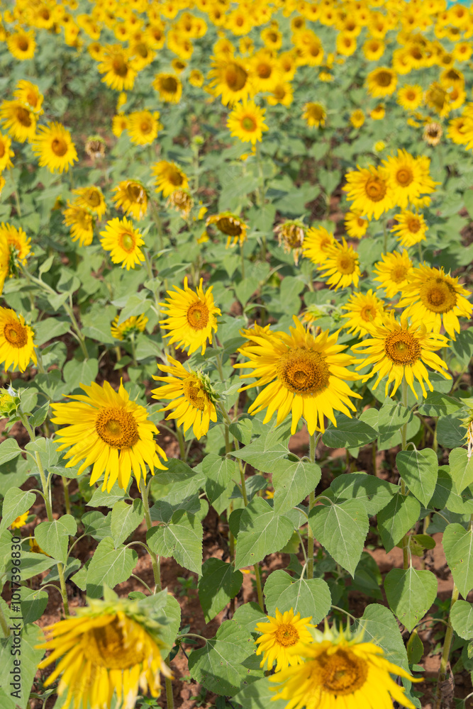 Beautiful blooming colourful sunflower field Beautiful blooming colourful sunflower field