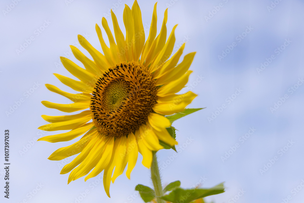 Vibrant sunflower field close up in Monsoon Season Vibrant sunflower field close up in Monsoon Season