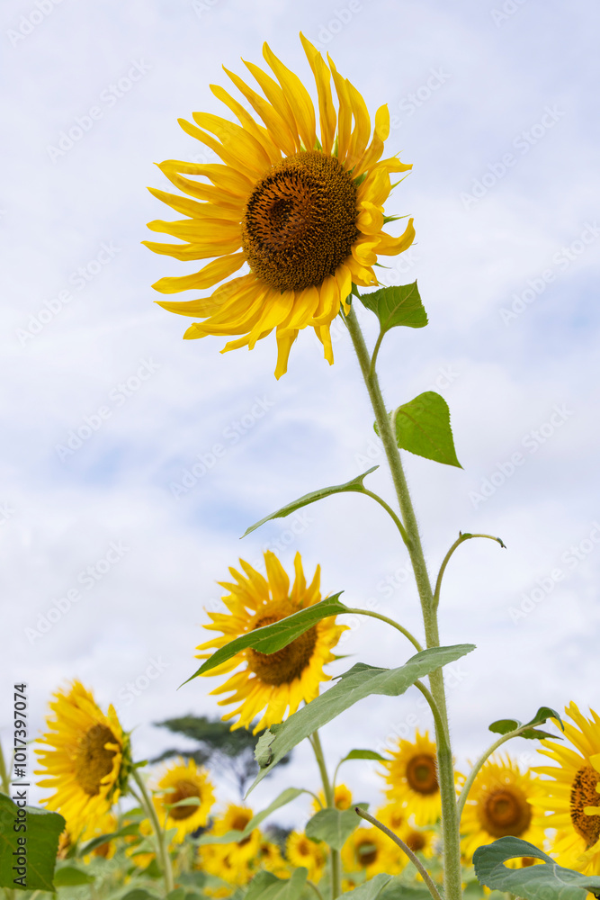 Vibrant sunflower field close up in Monsoon Season Vibrant sunflower field close up in Monsoon Season