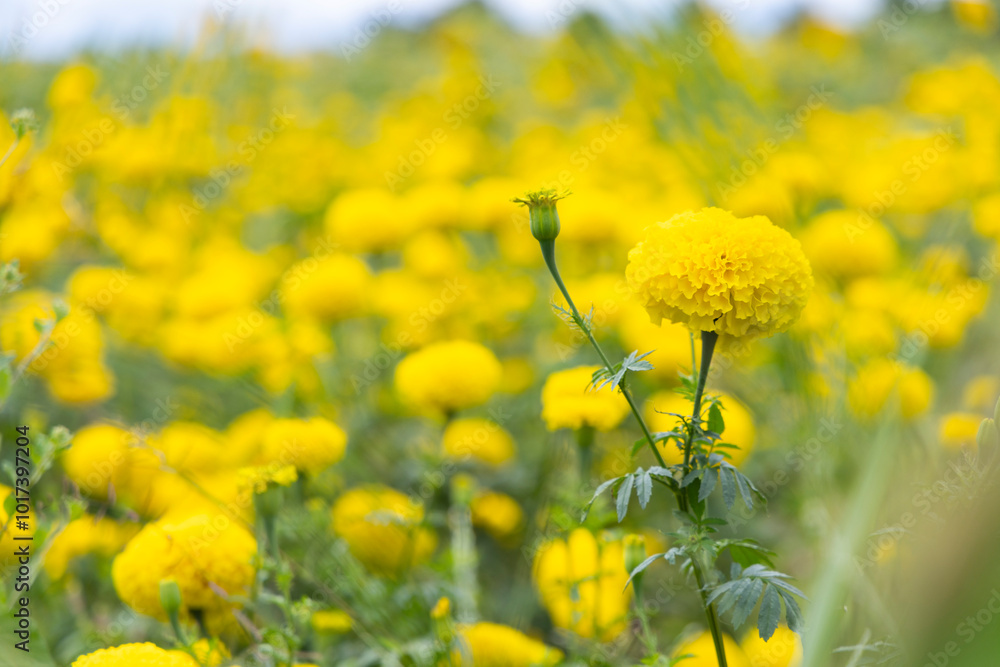 Obraz premium Yellow marigold flowers in garden