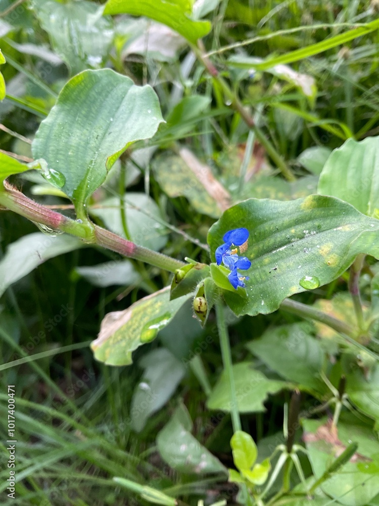 Lovely blue wildflowers in Thailand. Lovely blue wildflowers in Thailand.