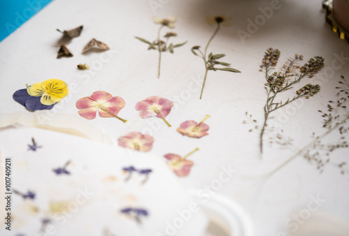 mesa de trabajo con variedad de flores y plantas prensadas  photo