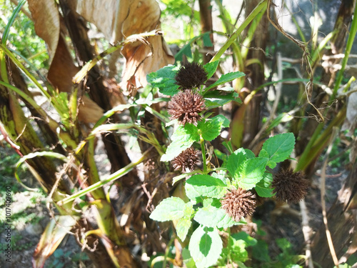 Hyptis Capitata flowers will be black when they are old photo