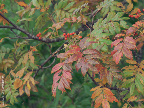 木の実と紅葉 photo