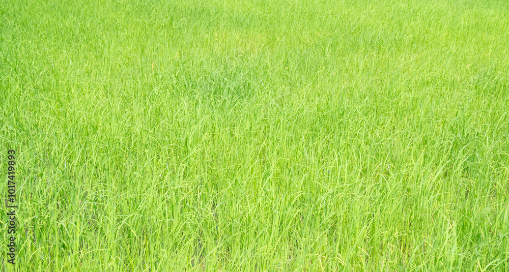 Farm field rice agriculture landscape,fresh jasmine rice green growth food organic farming spring autumn season, traditional asian raw food asian, environment ecosystem backdrop. Farm field rice agriculture landscape,fresh jasmine rice green growth food organic farming spring autumn season, traditional asian raw food asian, environment ecosystem backdrop.