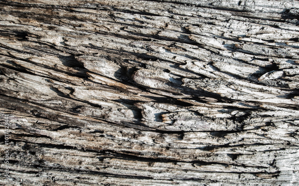 close up of texture of a tree old wood background close up of texture of a tree old wood background