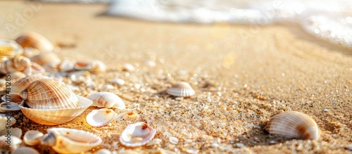 Beach Scene with Broken and Whole Shells on Sand Focused Close Up