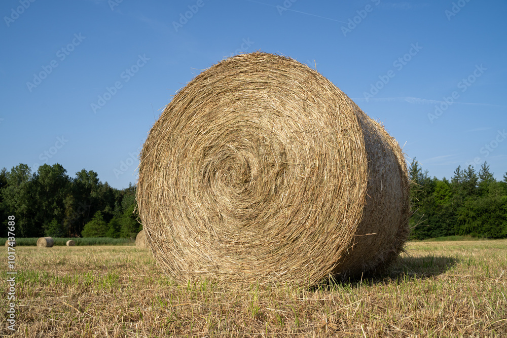 Hay bale in the country field in summer Hay bale in the country field in summer