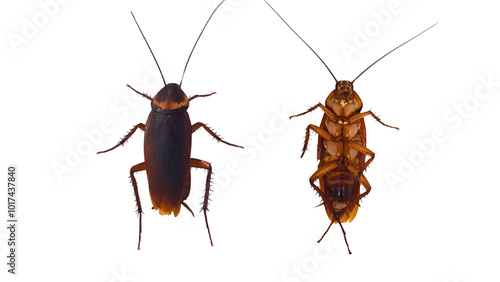 American cockroach (Periplaneta americana), adult, large (3-4 cm), reddish-brown, on a white background.
