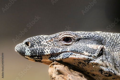 Portrait of an iguana's Head