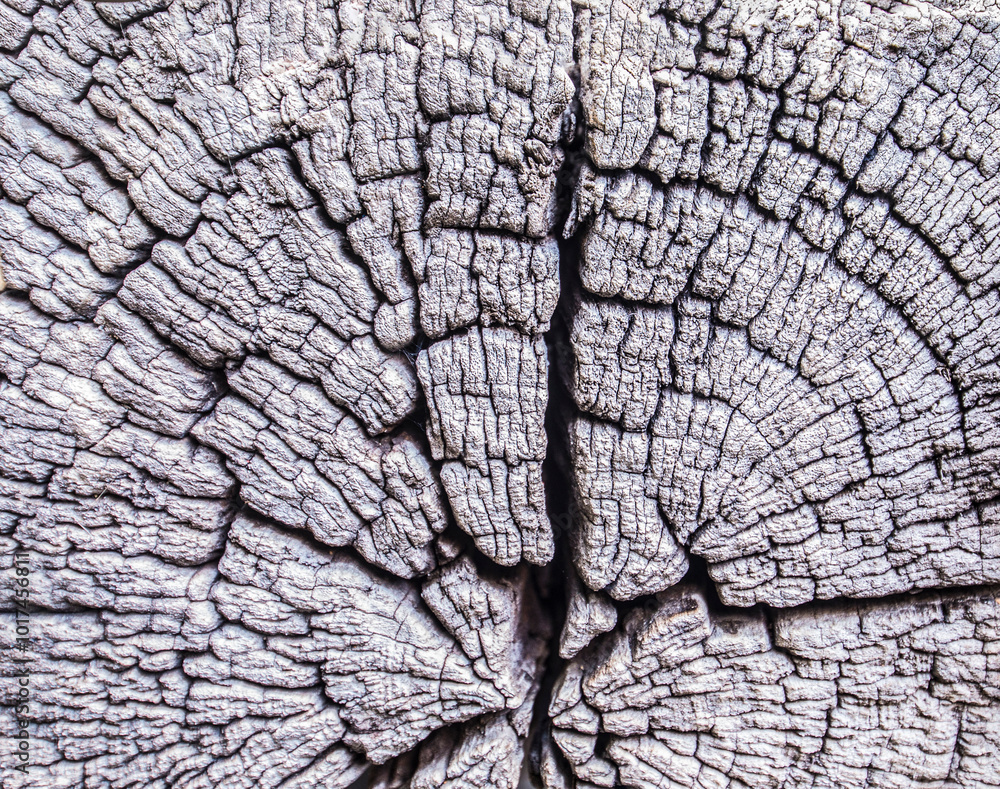 close up of a trunk old wood texture close up of a trunk old wood texture