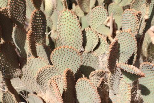 Cactus opuntia jardin de marrakech El Harti photo