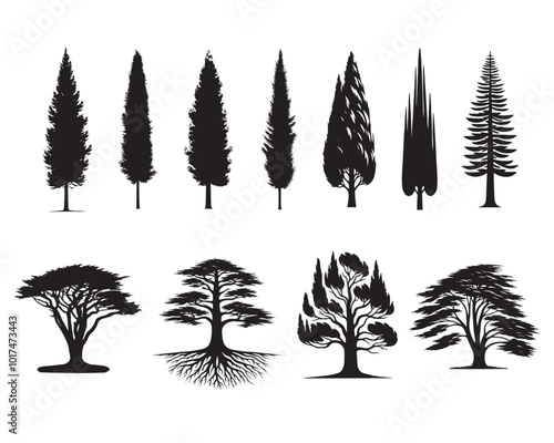 Collection of Mediterranean cypress  Tree Vector illustration - Cypress Plant Silhouette Design