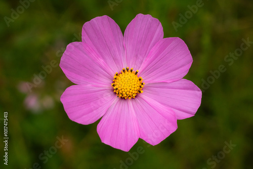 Close up cosmos flower in the nature. Mirasol.