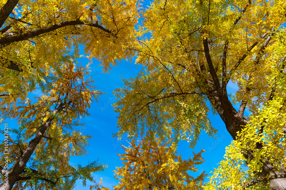 Forest tree top. Tree top in autumn. Tree in the fall forest. Beauty of nature. Autumn background landscape. Yellow color foliage in fall forest. Autumn nature scene. Nature walks Forest tree top. Tree top in autumn. Tree in the fall forest. Beauty of nature. Autumn background landscape. Yellow color foliage in fall forest. Autumn nature scene. Nature walks