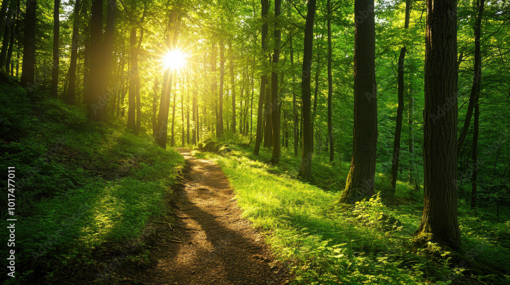 Obraz premium A summer hike through lush green forest trails with sunlight filtering through the trees