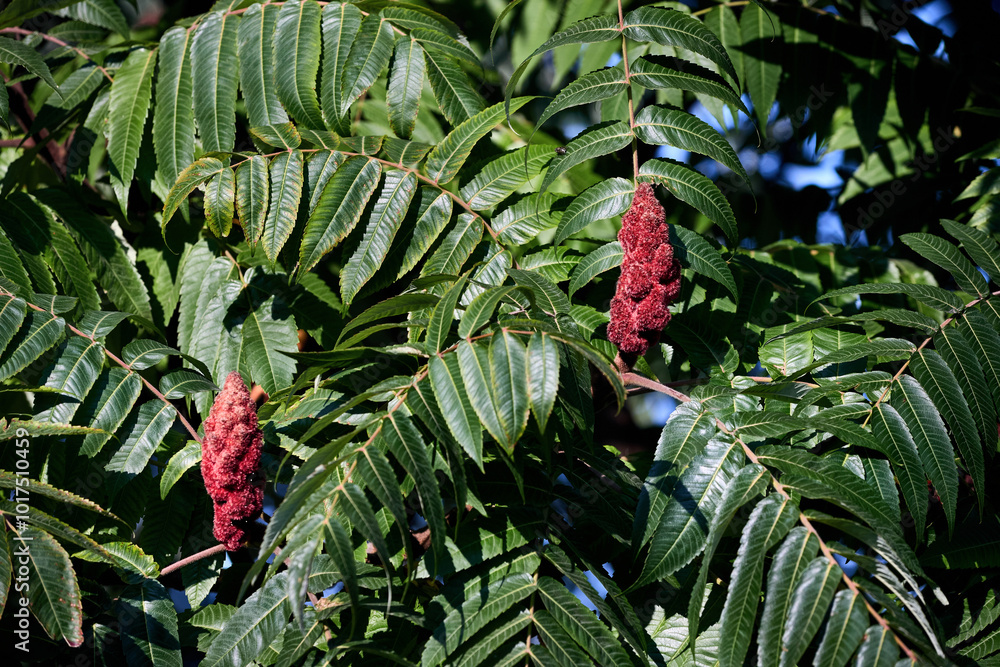 Fototapeta premium Rhus typhina, staghorn sumac, flowering plant in family Anacardiaceae, native to eastern North America, invasive species in some parts of the world. Two red flowers over green foliage background.